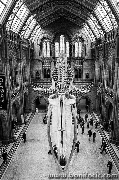 londonrx102mal