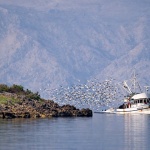 kremenikjatogalebiklenovica1mal