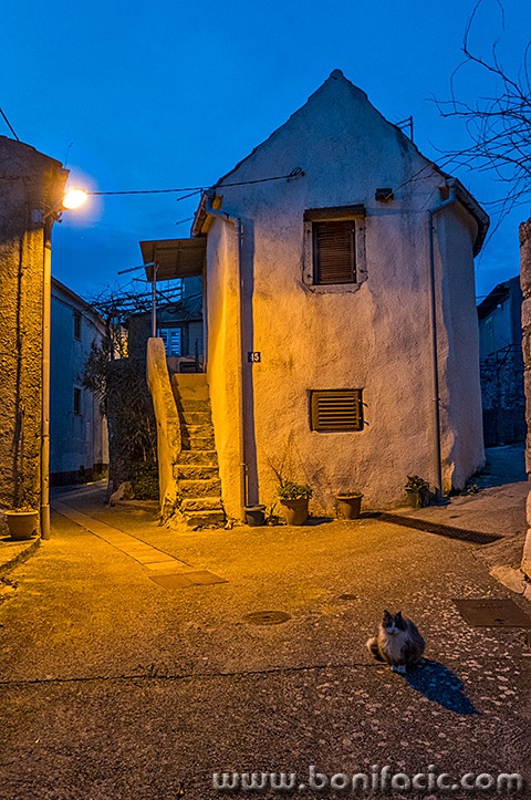 macakverecjagorika1mal