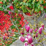 domakamelijamagnolija1mal