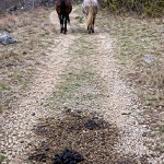 kampeljekonjidrekeci1mal