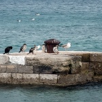 karofulinpticurine1mal