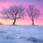 carevopoljestablasnigzora2mal