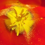 tulipanbuba1mal