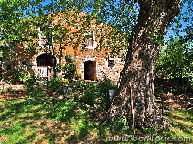 travel___Old Oak___Kapovci, Croatia.