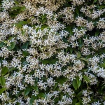 jasmin2mal