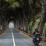 strunjandrvoredmoto1mal