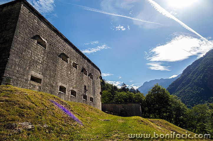 bovec33mal