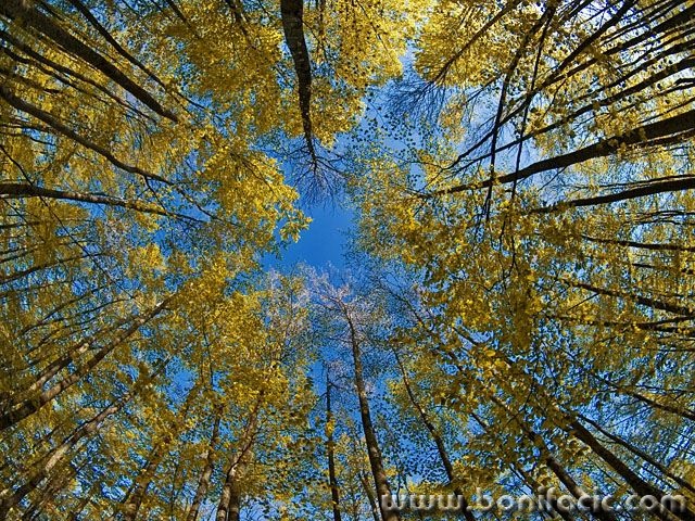 nature___Woodstock___National Park Northern Velebit, Croatia.