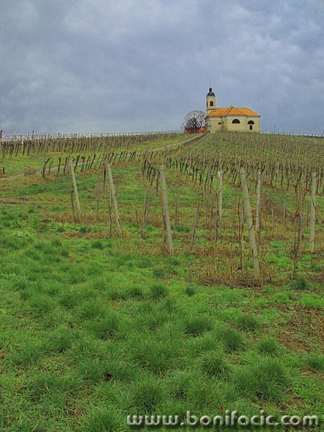 travel___Vineyard Church___Kapela, Slovenia.