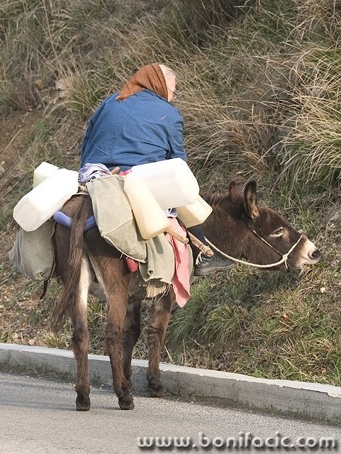 animals___Self - Willed___Baska, Croatia.