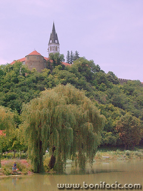travel___Willow___Ilok, Croatia.