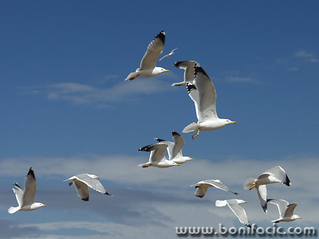 animals___Feel Free___Punat, Croatia.
