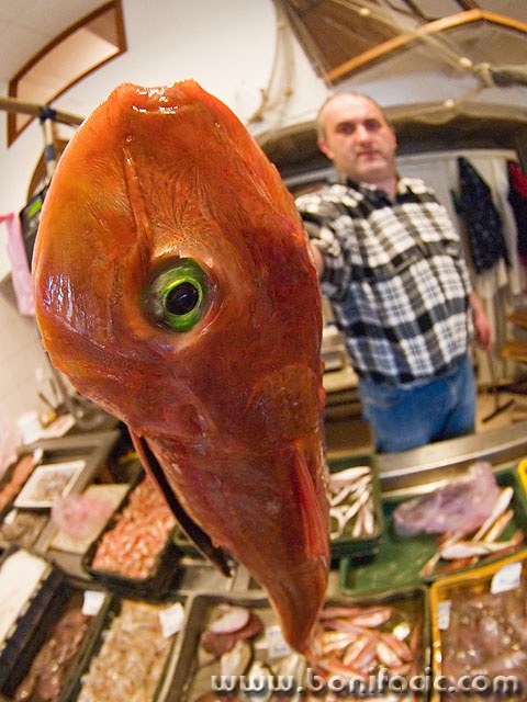 animals___Fisheye___Krk, Croatia.