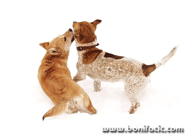 animals___Game___Josipdol, Croatia.