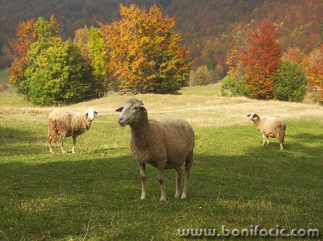 animals___Curious Sheeps___Begovo Razdolje, Croatia.