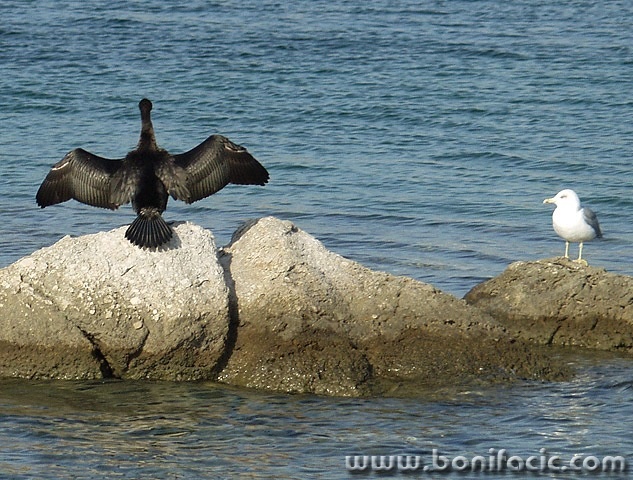 animals___Exhibitionism___Punat, Croatia.
