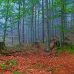 nature___Autumnal Blues___Gorski Kotar, Croatia.