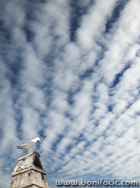 animals___Chimney Guy___Punat, Croatia.