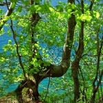 nature___Azure___National Park Plitvice, Croatia.