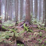 nature___Backwood___Bjelolasica, Croatia.