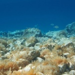 nature___Bad___Stara Baska, Croatia.