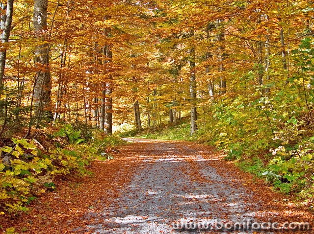 nature___Autumn Wood___Bjelolasica, Croatia.