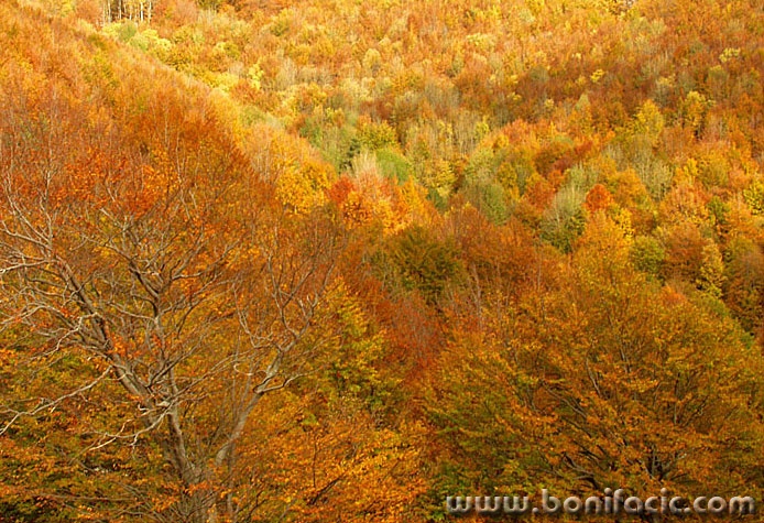 nature___Autumn___Gorski Kotar, Croatia.