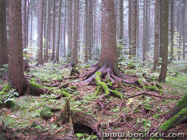 nature___Backwood___Bjelolasica, Croatia.