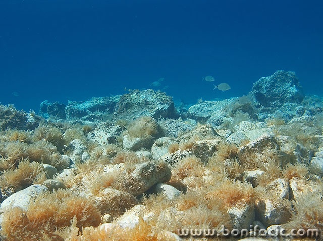nature___Bad___Stara Baska, Croatia.