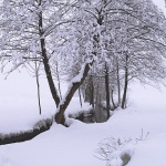 nature___Beck___Cakovac, Croatia.