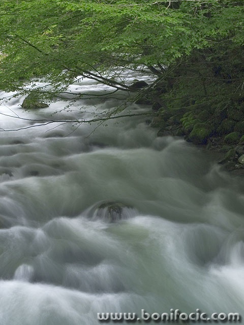 nature___Below Branche___Zeleni Vir, Croatia.