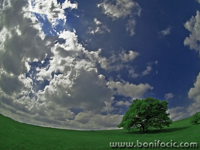 nature___Big Tree - Big Sky___Brinje, Croatia.