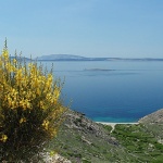 nature___Bush___Stara Baska, Croatia.