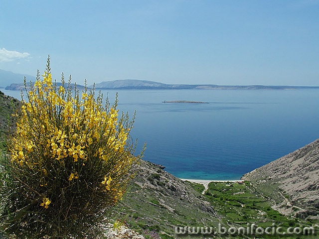nature___Bush___Stara Baska, Croatia.