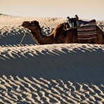 nature___Camel Trophy___Douz, Tunisia.
