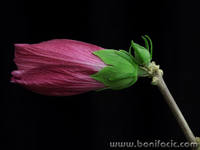 macro___Drowse___