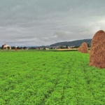 nature___Clover___Josipdol, Croatia.