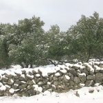 nature___Cold Olives___Punat, Croata.