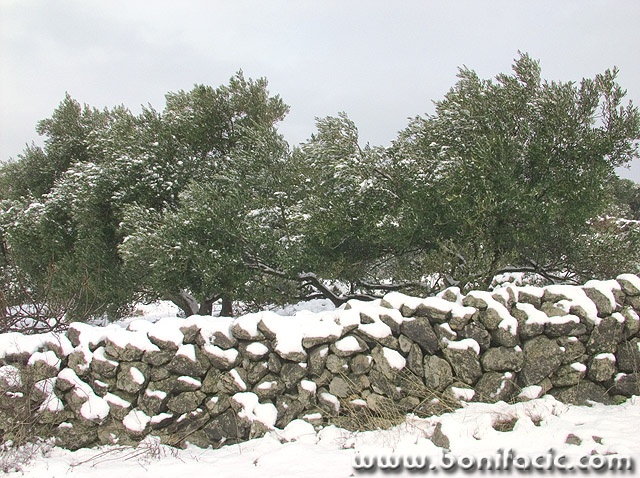 nature___Cold Olives___Punat, Croata.
