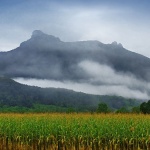 nature___Corn___Ogulin, Croatia.