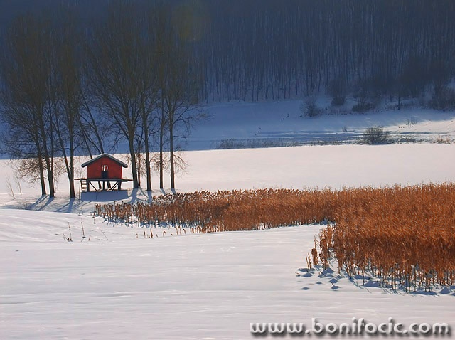 nature___Corn Watch___Svica, Croatia.
