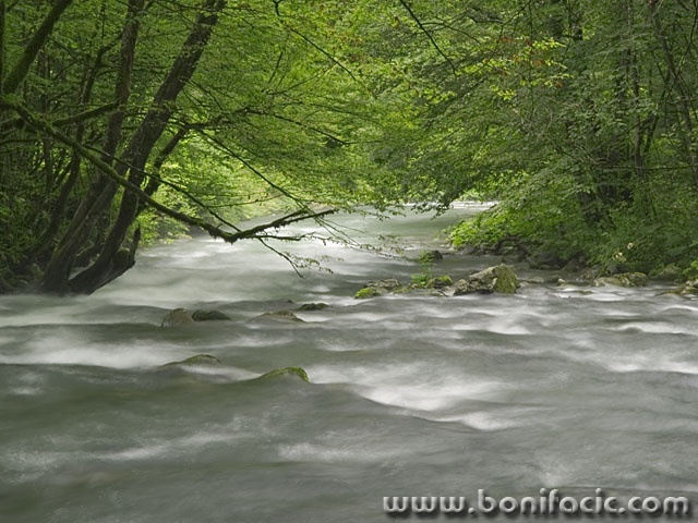 nature___Curak___Zeleni Vir, Croatia.