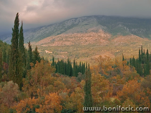 nature___Cypresses___Konavle, Croatia.