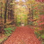 nature___Deep Forest___Bjelolasica, Croatia.