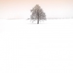 nature___Detached___Cakovac, Croatia.