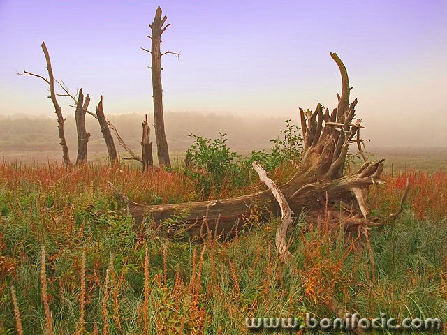 nature___Death Trees___Gorski Kotar, Croatia.