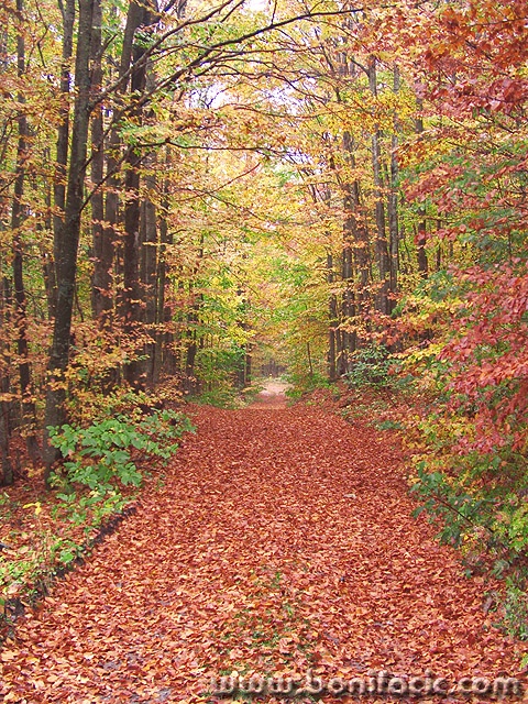 nature___Deep Forest___Bjelolasica, Croatia.