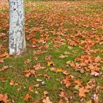 nature___Epilepsy___Punat, Croatia.