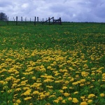 nature___Fence___Carevo Polje, Croatia.